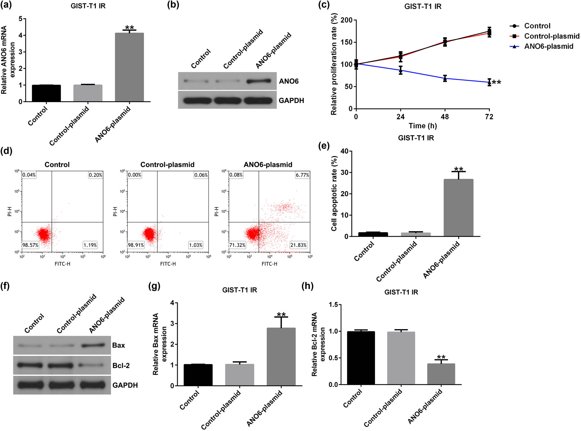 Figure 4
Effects of ANO6 (TMEM16F) on GIST-T1 IR cell proliferation and apoptosis. Control-plasmid and ANO6-plasmid were transfected into GIST-T1 IR cells. (a) and (b) ANO6 (TMEM16F) levels were determined by RT-qPCR and western blot analysis. (c) GIST-T1 IR cell viability was assessed by MTT. (d) Apoptosis was determined by flow cytometry. (e) Quantification of apoptotic GIST-T1 IR cells. (f) Western blotting analysis of Bax and Bcl-2 expression. (g) and (h) Bax and Bcl-2 mRNA levels were determined using RT-qPCR. **P < 0.01.