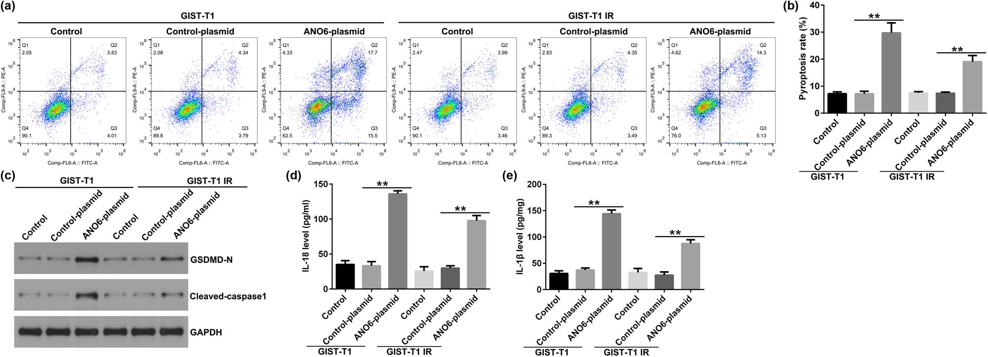 Figure 5
Effects of ANO6 (TMEM16F) on GIST-T1 and GIST-T1 IR cell pyroptosis. (a) and (b) Pyroptosis of GIST-T1 and GIST-T1 IR cells was confirmed by flow cytometry. (c) Western blot analysis of GSDMD-N and cleaved-caspase 1 expression. (d) and (e) The levels of IL-18 and IL-1β were assessed using ELISA assay. **P < 0.01.