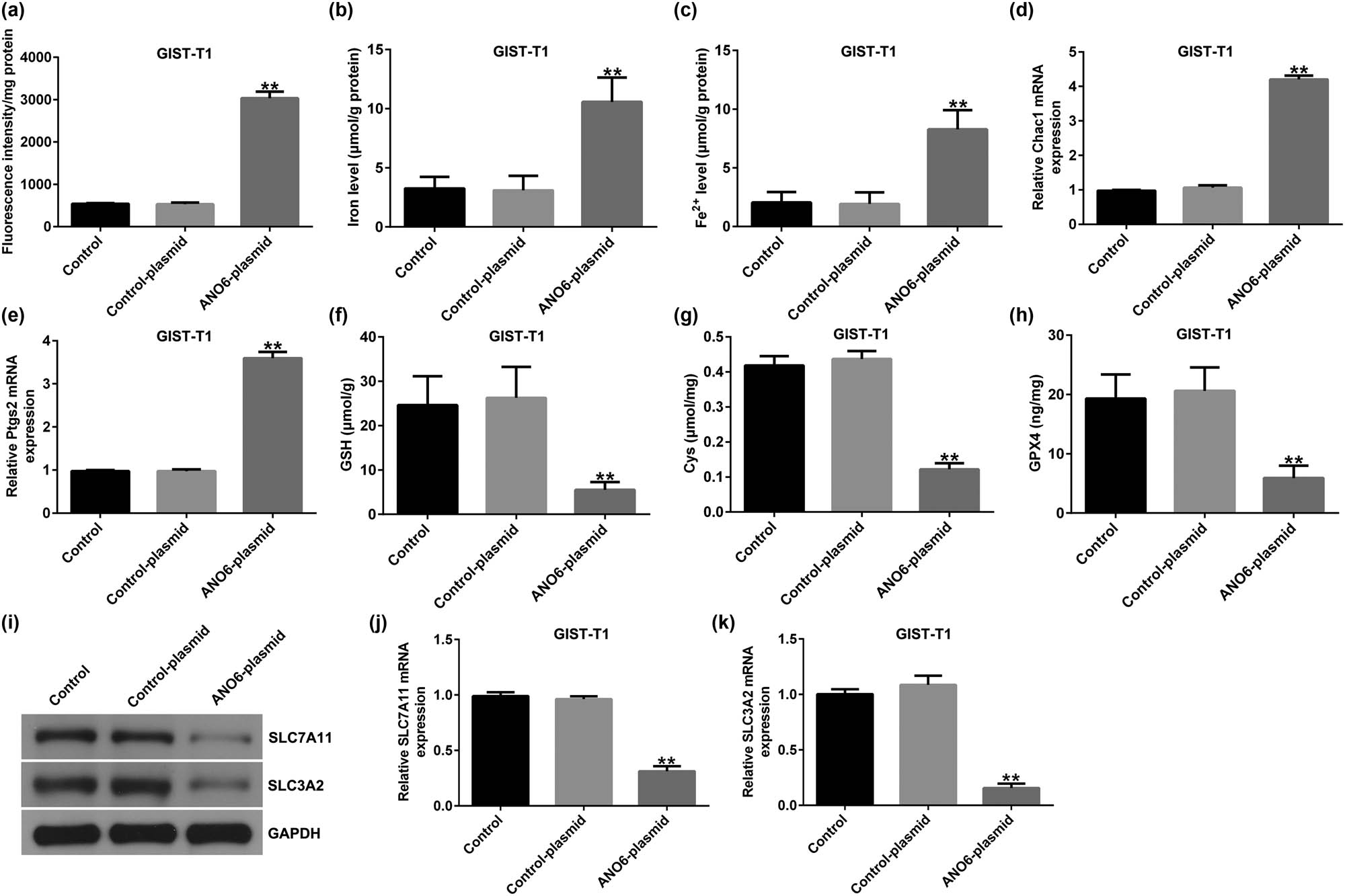 Figure 6
Effects of ANO6 (TMEM16F) on GIST-T1 cell ferroptosis. GIST-T1 cells were transfected with the control-plasmid and the ANO6-plasmid. (a) Generation of lipid ROS in GIST-T1 cells was detected by flow cytometry. Total iron (b) and ferrous iron (c) levels were evaluated in GIST-T1 cells after treatment with the control-plasmid or the ANO6-plasmid. (d) and (e) Levels of Ptgs2 and Chac1 were detected by RT-qPCR. Determination of Cys (f), GSH (g), and GPX4 (h) levels in GIST-T1 cells. (i) Detection of SLC7A11 and SLC3A2 expression in the control, control-plasmid, and ANO6-plasmid groups. (j) and (k) mRNA levels of SLC7A11 and SLC3A2 were assessed using RT-qPCR. **P < 0.01 vs control-plasmid.