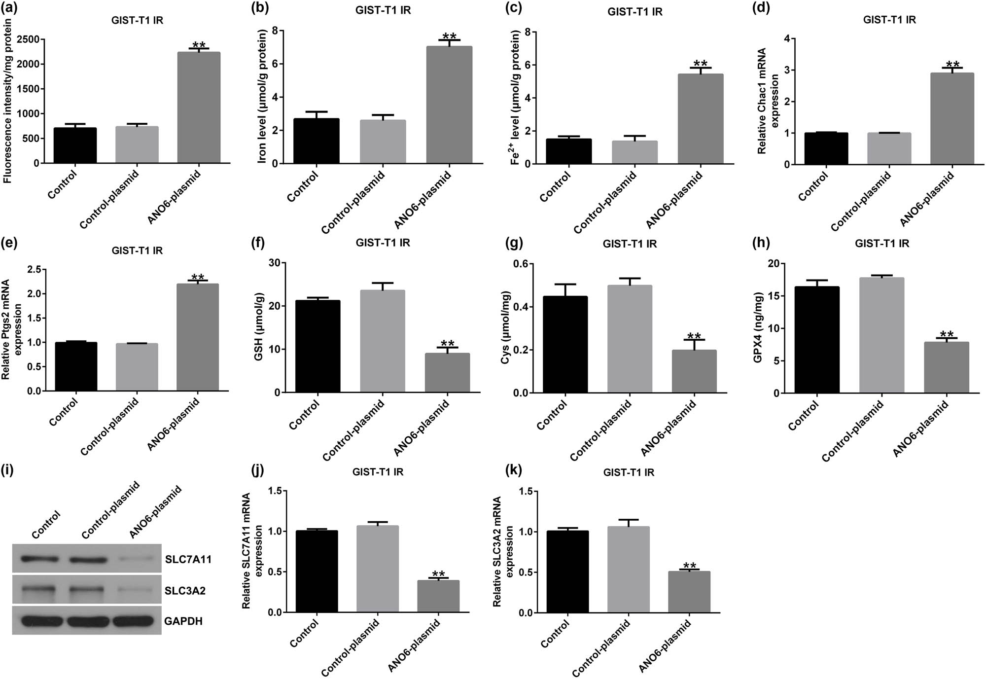 Figure 7
Effects of ANO6 (TMEM16F) on GIST-T1 IR cell ferroptosis. GIST-T1 IR cells were transfected with the control-plasmid and the ANO6-plasmid. (a) The generation of lipid ROS was detected using flow cytometry. Total iron (b) and ferrous iron (c) were evaluated in GIST-T1 IR cells after treatment with the control-plasmid or the ANO6-plasmid. (d) and (e) Levels of Ptgs2 and Chac1 were detected by RT-qPCR. Determination of Cys (f), GSH (g), and GPX4) (h) levels in GIST-T1 IR cells. (i) Detection of SLC7A11 and SLC3A2 expression in the control, control-plasmid, and ANO6-plasmid groups. (j) and (k) mRNA levels of SLC7A11 and SLC3A2 were assessed using RT-qPCR. **P < 0.01 vs control-plasmid.