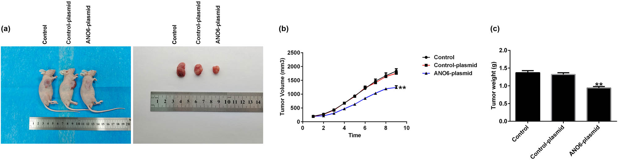 Figure 8
Effects of ANO6 (TMEM16F) on the growth of xenograft in vivo. (a) Gross appearance of tumor. (b) and (c) Average tumor volume and body weight changes in each group were calculated. **P < 0.01 vs control-plasmid.