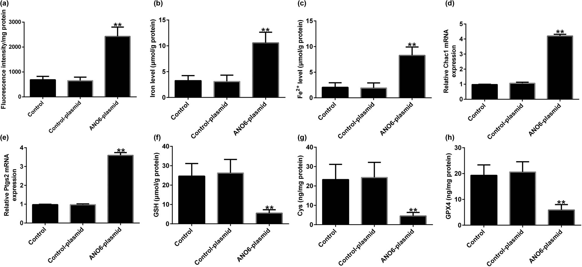 Figure 11
Effects of ANO6 (TMEM16F) on GIST cell ferroptosis in vivo. (a) Lipid ROS stimulation was detected using an ROS fluorescence assay kit. Total iron (b) and ferrous iron (c) were analyzed after treatment with the control-plasmid or the ANO6-plasmid. (d) and (e) RT-qPCR analysis of Ptgs2 and Chac1 mRNA levels. Detection of Cys (f), GSH (g), and GPX4 (h) in GISTs. **P < 0.01 vs control-plasmid.