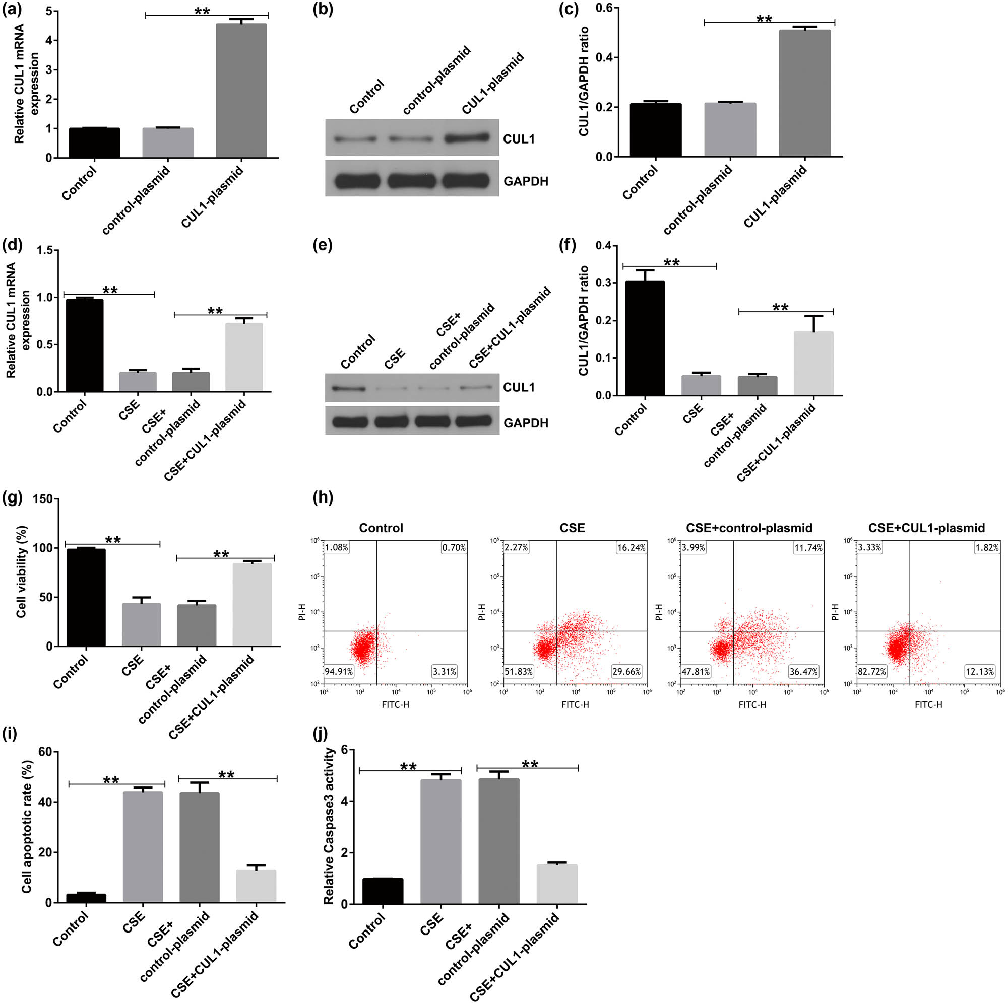 Figure 3
The effect of CUL1 on the apoptosis of CSE-induced mPMECs. (a–c) mRNA and protein expression levels of CUL1 in mPMECs transfected with control-plasmid and CUL1-plasmid. (d–f) CUL1 expression level detected by qRT-PCR and Western blot after CSE treatment. (g) Viability of mPMECs detected by MTT assay. (h and i) Apoptosis of mPMECs detected by flow cytometry assay. (j) Caspase-3 activity in mPMECs. **P < 0.01. CSE, cigarette smoke extract; CUL1, cullin-1; mPMECs, mouse pulmonary microvascular endothelial cells; MTT, 3-(4,5-dimethylthiazol-2-yl)-2,5-diphenyltetrazolium bromide; qRT-PCR, quantitative real-time reverse-transcription PCR.
