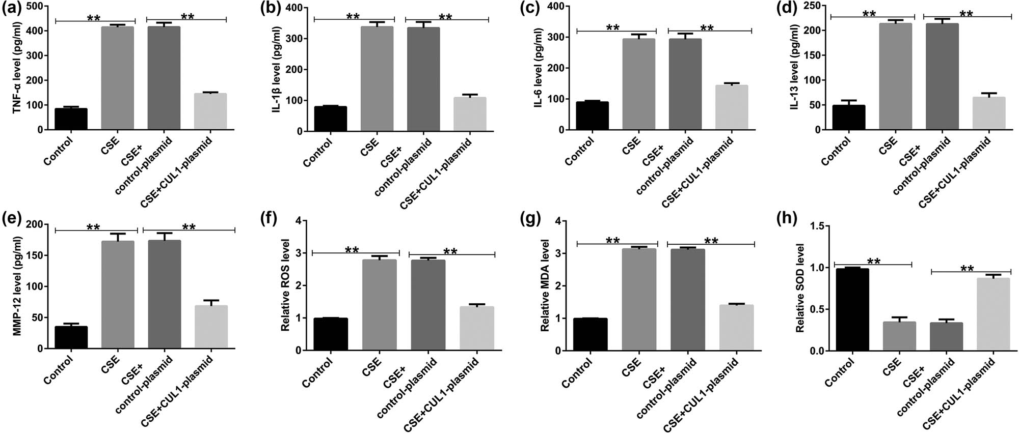 Figure 4
The effects of CUL1 on inflammatory responses and oxidative stress in CSE-induced mPMECs. (a–e) Secretion of TNF-α, IL-1β, IL-6, IL-13, and MMP-12 in mPMECs. (f–h) ROS, MDA, and SOD levels detected by the corresponding kit. **P < 0.01. CSE, cigarette smoke extract; CUL1, cullin-1; IL-1β, interleukin-1β; IL-6, interleukin-6; IL-13, interleukin-13; MDA, malondialdehyde; MMP-12, matrix metalloproteinase-12; mPMECs, mouse pulmonary microvascular endothelial cells; ROS, reactive oxygen species; SOD, superoxide dismutase; TNF-α, tumor necrosis factor-α.