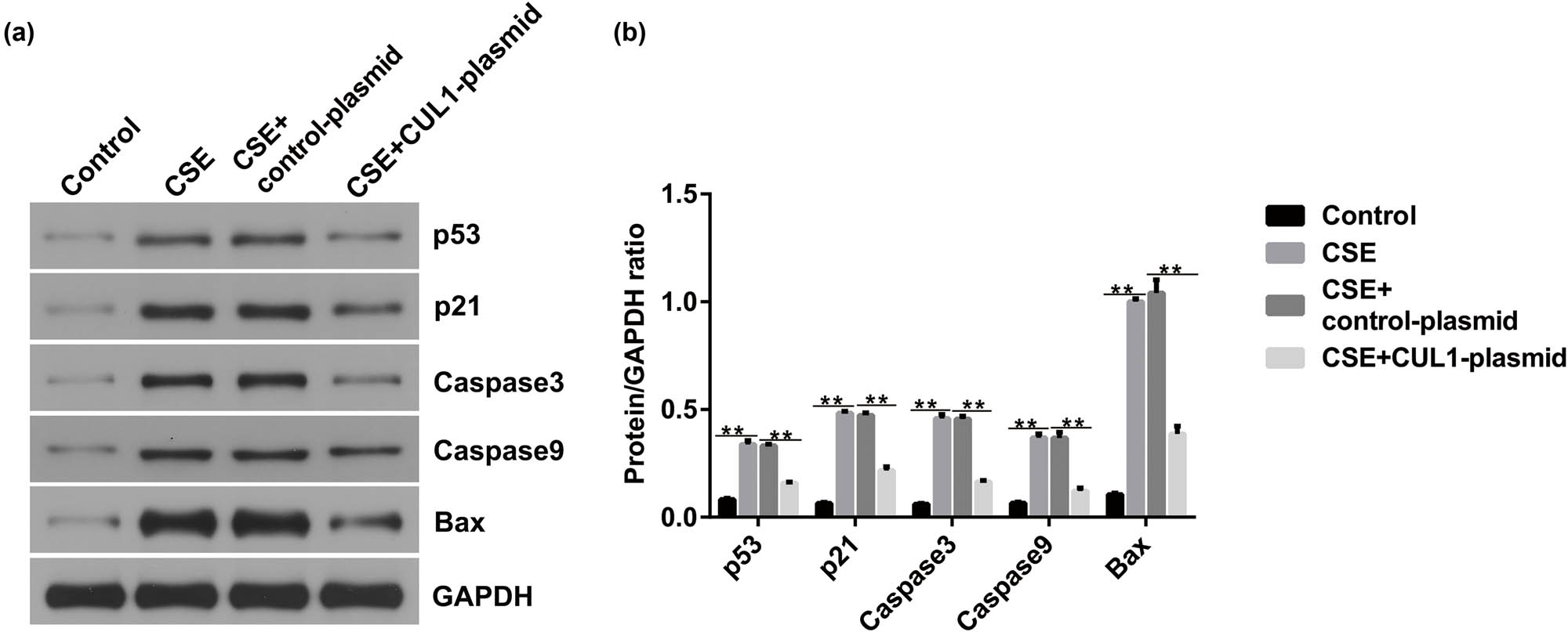 Figure 5
The effect of CUL1 on p53 signaling in CSE-induced mPMECs. (a and b) Protein expression levels of p53, p21, caspase-3, caspase-9, and Bax were detected by Western blot assay with quantitative patterns shown. **P < 0.01. Bax, Bcl-2-associated X protein; CSE, cigarette smoke extract; CUL1, cullin-1; mPMECs, mouse pulmonary microvascular endothelial cells.