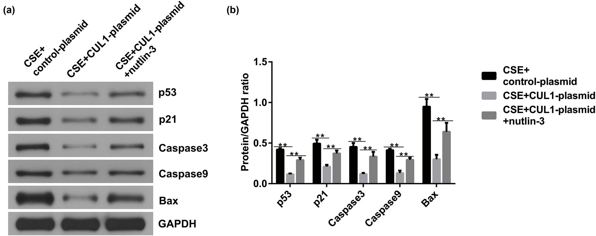 Figure 6
The effects of CUL1 and nutlin-3 on p53 signaling in CSE-induced mPMECs after nutlin-3 treatment. (a and b) Protein expression levels of p53, p21, caspase-3, caspase-9, and Bax detected by Western blot assay with quantitative patterns shown. **P < 0.01. Bax, Bcl-2-associated X protein; CSE, cigarette smoke extract; CUL1, cullin-1; mPMECs, mouse pulmonary microvascular endothelial cells.