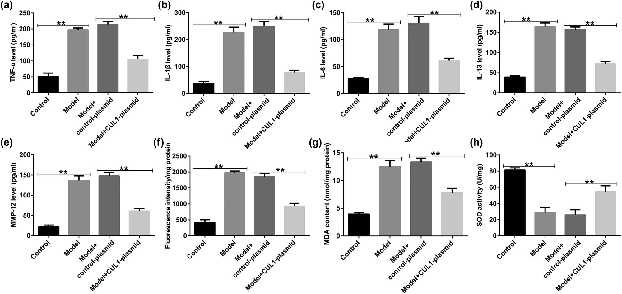 Figure 10
The effects of the CUL1-plasmid on lung tissue inflammation and oxidative stress response. (a–e) Levels of inflammatory factors, such as TNF-α, IL-1β, IL-6, IL-13, and MMP-12, detected in BALF samples using ELISA. (f–h) ROS, MDA, and SOD levels in lung tissues. **P < 0.01. BALF, bronchoalveolar lavage fluid; CUL1, cullin-1; ELISA, enzyme-linked immunosorbent assay; IL-1β, interleukin-1β; IL-6, interleukin-6; IL-13, interleukin-13; MDA, malondialdehyde; MMP-12, matrix metalloproteinase-12; ROS, reactive oxygen species; SOD, superoxide dismutase; TNF-α, tumor necrosis factor-α.