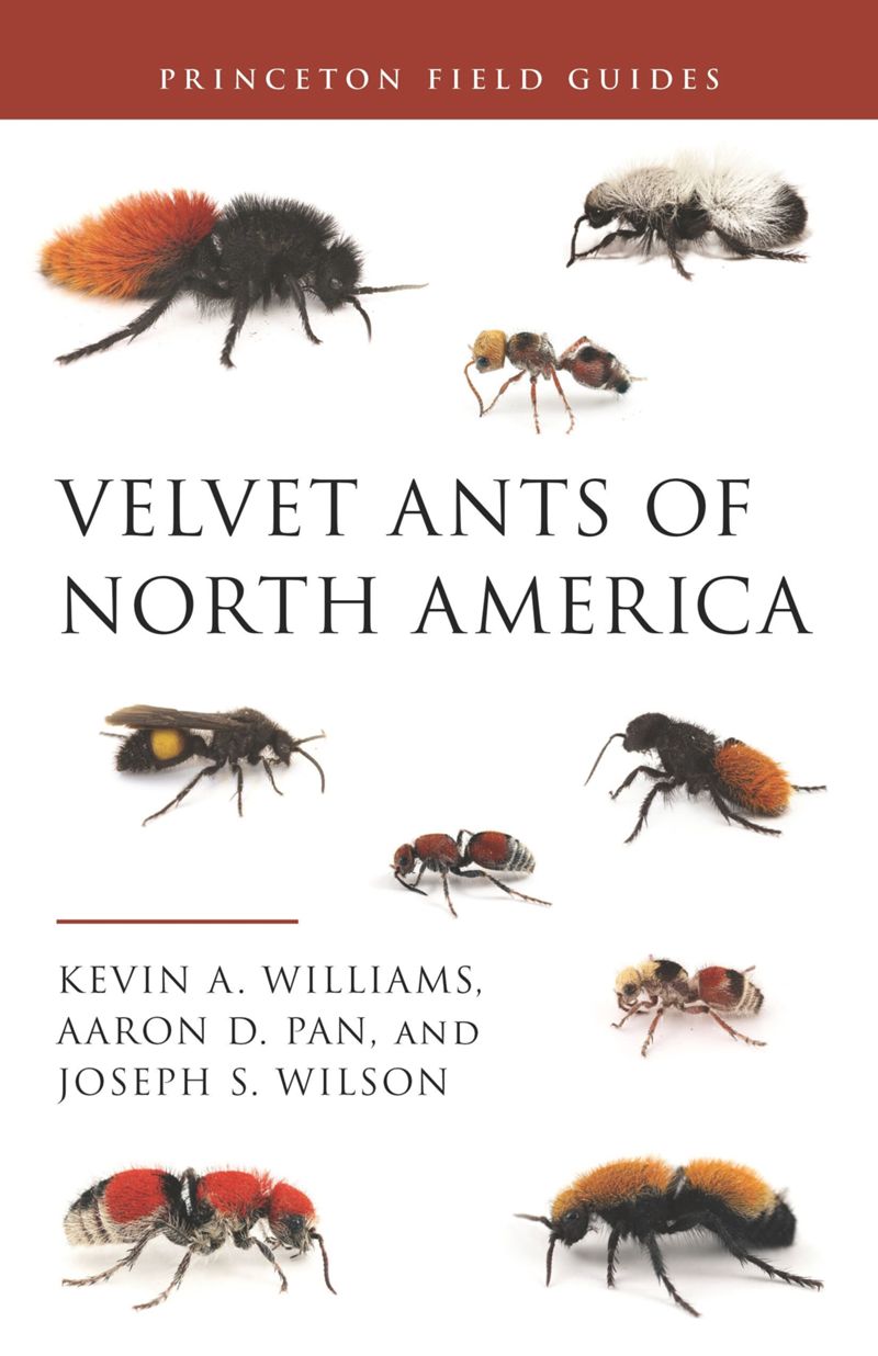 book: Velvet Ants of North America