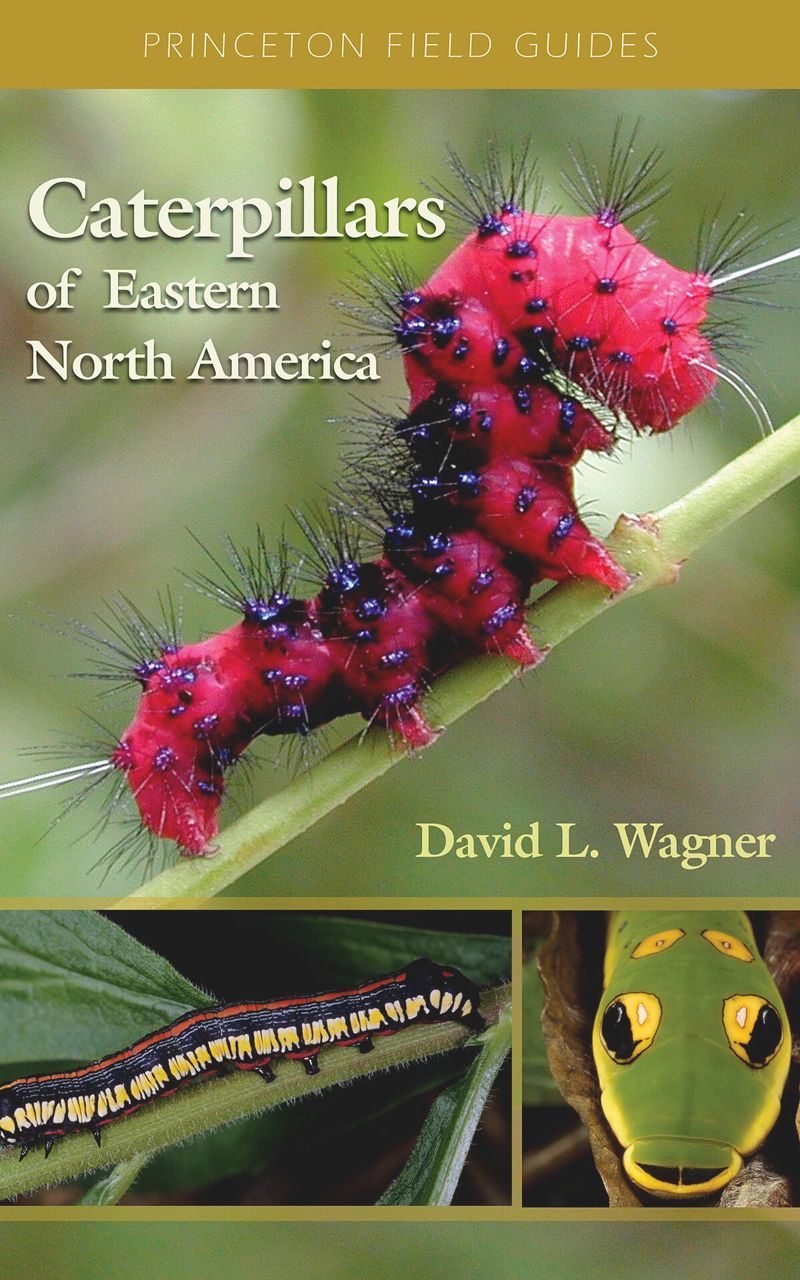 book: Caterpillars of Eastern North America