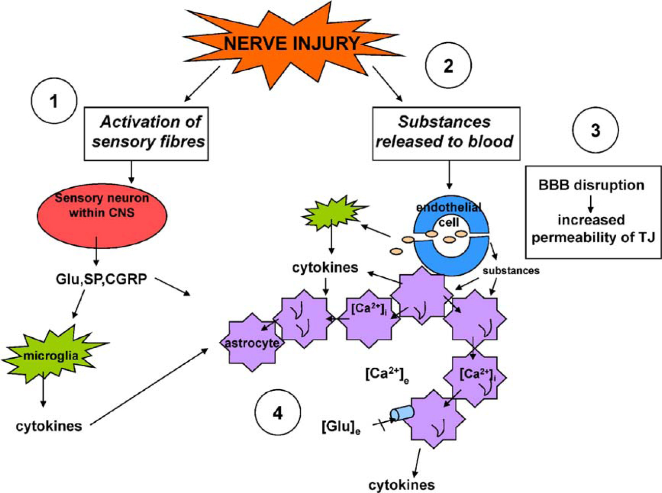 Fig. 1 
						Physiological parameters of importance in inflammation; after a nerve injury a low-grade neuroinflammation may originate in the spinal cord and could travel all the way along the activated sensory pathways within the CNS. Glutamate (Glu) substance P (SP), and calcitonin gene-related peptide (CGRP) are released from sensory neurons in the spinal cord and have an influence on the microglia to release cytokines. Both neurotransmitters and cytokines affect the astrocytes (1). Transmitters and peptides are also released in the periphery, transported in the blood and have an influence on the blood–brain barrier (BBB), giving rise to an increased permeability of tight junctions (TJ) of the endothelial cells of this barrier. This leads to an opening of the BBB, with passage of blood cells into the CNS. These cells are converted into activated microglia, which can release cytokines affecting the astrocyte networks (2). Due to the BBB disruption, substances from the capillary endothelial cells are also released and affect the astrocyte networks (3). The astrocyte networks are thereby affected by neurotransmitters released from neurons, cytokines released from reactive microglia within the nervous system, and microglia, which have been converted from blood cells; they are also affected by substances released from endothelial cells. This cascade of reactions influences the astrocyte networks in forms of changes in intracellular Ca2+ concentration ([Ca2+]i) as well as in extracellular Ca2+ concentration ([Ca2+]e), which can lead to Ca2+-oscillations/-waves within the networks. The extracellular glutamate concentration ([Glu]e) will also be affected (4).
					