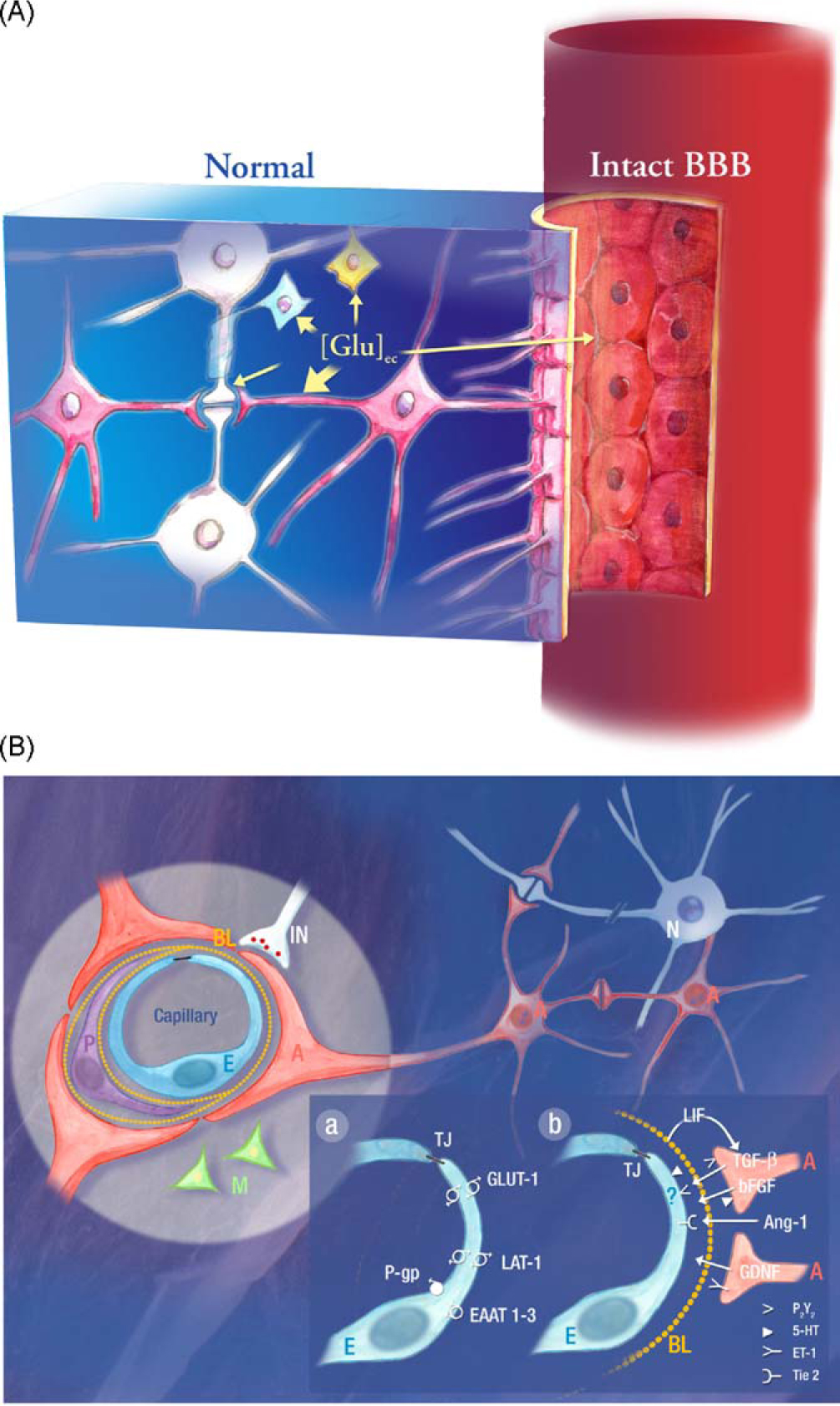 Fig. 2
Cellular constituents of the blood–brain barrier (BBB). (A) A brain capillary showing the main cell types with the potential to signal to each other. The astrocytic endfeet are apposed to the basal lamina. In the brain side are found neurons, astrocytes and microglia. Agents such as glutamate (Glu) can influence the cellular function. (B) The capillary is surrounded by an endothelial cell (E), surrounded by basal lamina (BL), a pericyte (P) and astrocytic endfeet (A). Astrocytes provide the cellular link to the neurons (N). The figure also shows microglial cells (M) and interneurons (IN). (a) A brain endothelial cell, linked with a tight junction (TJ), expressing a number of transporters: GLUT1, glucose transporter; LAT-1, L-system for large neutral amino acids; EAAT1-3, excitatory amino acid transporters; P-gp, P-gycoprotein. (b) An endothelial cell and astrocytic endfeet to demonstrate the bidirectional induction to establish and maintain the BBB. Some receptors and peptides of importance are shown. 5-HT, 5-hydroxytryptamine; P2Y2, purinergic receptor; TIE2, endothelium-specific receptor tyrosine kinase 2; ET1, endothelin 1; LIF, leukaemia inhibitory factor; TGFβ, transforming growth factor-β; bFGF, basic fibroblast growth factor; Ang-1, angiopoetin 1; GDNF, glial cell line-derived neurotrophic factor.