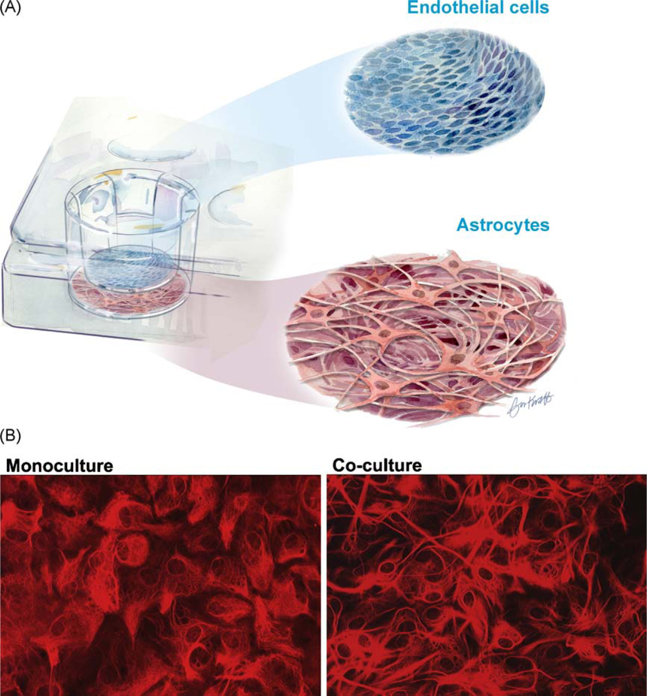 Fig. 3 
						An in vitro model of astrocytes co-cultured with adult rat brain microvascular primary cultures. (A) Astroglial cultures at 6 days in vitro were co-cultured with newly prepared microvascular cultures. The endothelial cells were grown in inserts above the astrocytic cultures. The cells from the two different cultures were never in contact. The cells were grown together for 9–11 days. (B) Morphological changes of the co-cultured astrocytes compared with astrocytes in monoculture. In the co-cultured astrocytes long, slender processes are visible. The astrocytes are stained for glial fibrillary acidic protein (GFAP) [12].
					