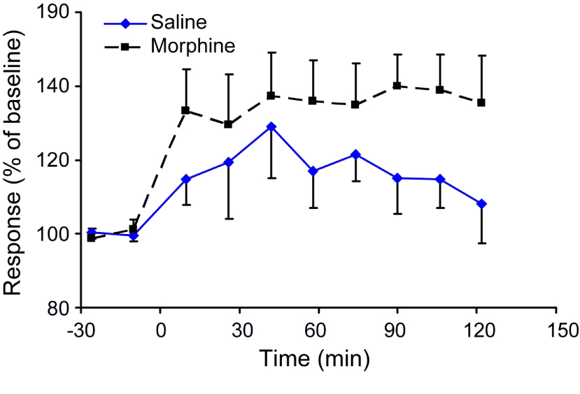 Fig. 2
Field potentials after conditioning stimulation after treatment with morphine or saline.