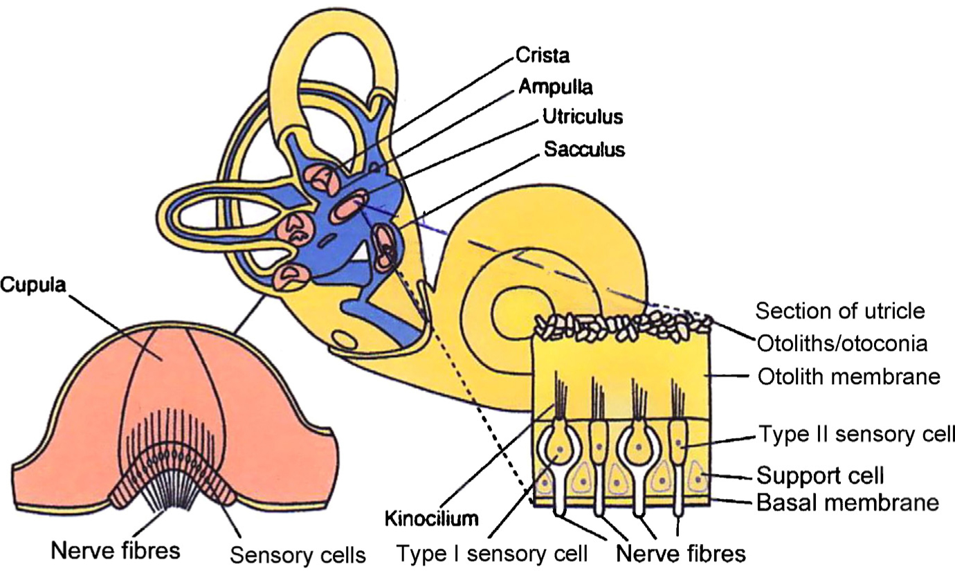 Fig. 1 
            The vestibular labyrinth of auris interna.