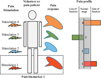 Fig. 1 
            A theoretical sketch showing how a volunteer or patient is stimulated by various pain stimuli activating different nociceptors, pathways, and/or mechanisms. The pain responses to the individual stimuli can then be assessed in a quantitative way. A stimulus together with the associated response is termed a mechanistic pain bio marker (illustrated by dotted line box). At sketch 4, pain bio markers are combined to the mechanistic pain profile of the person. The individual responses can then be inside or outside the normal range (shaded). If the response is outside the normal range, it can either show a loss of function (e.g. hypoalgesia) or gain of function (e.g. hyperalgesia).
          