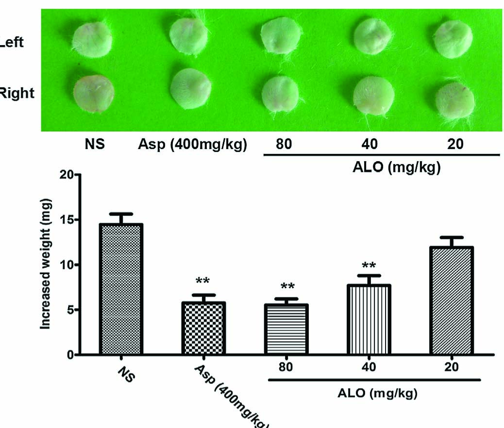 Fig. 5 
							Effects of ALO on ear swelling test. Mice were treated with saline, aspirin (400 mg/kg), or ALO (20, 40 and 80mg/kg). N = 10 in each group. * p <0.05, ** p <0.01 vs. control group (xylene topical ear application). Data were presented as the mean±S.E.M.