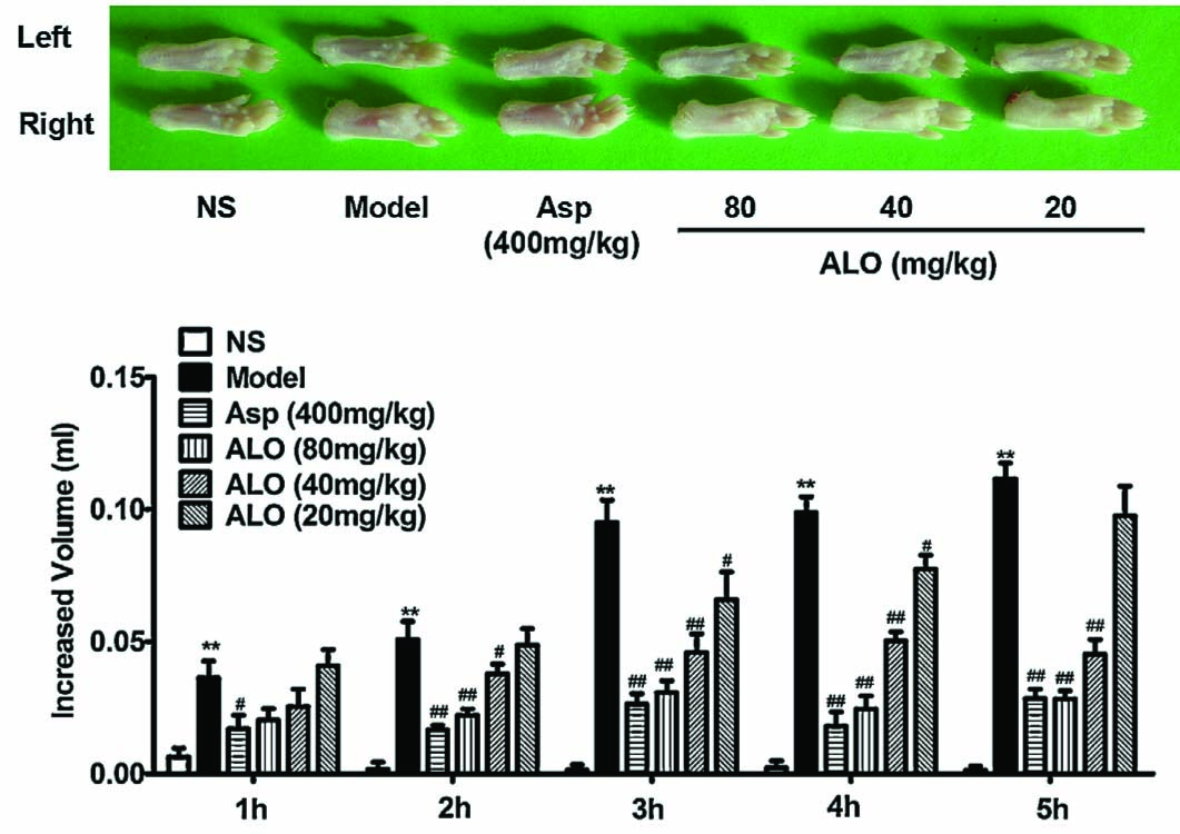 Fig. 6 
							Effects of ALO on carrageenan-induced paw edema test. Mice were treated with saline, aspirin (400 mg/kg), or ALO (20,40 and 80 mg/kg). N = 10 in each group. # p < 0.05, ## p < 0.01 vs. control group; * p < 0.05, ** p < 0.01 vs. model group (xylene topical ear application). Data were presented as the mean ± S.E.M.
