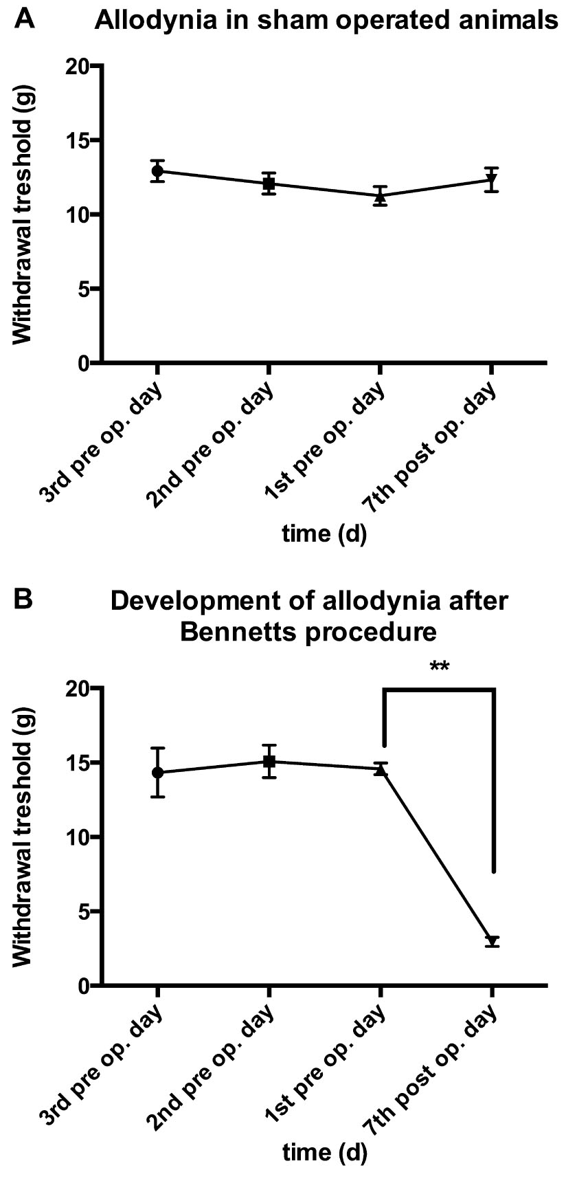 Fig. 1 
              (A and B) Change in foot withdrawal to von Frey fibres in sham operated and neuropathic animals. (A) Changes in foot withdrawal threshold to von Frey hair stimulation measured daily, 3 days before surgery and 7th day after surgery (N = 12) on operated side of animal, after unilateral sciatic nerve sham operation. Data given as mean withdrawal threshold in grams (g). (B) Changes in foot withdrawal threshold to von Frey hair stimulation measured daily, 3 days before surgery and 7th day after surgery (N = 12) on operated side of animal, after unilateral sciatic nerve loose ligation. Data given as mean withdrawal threshold in grams (g).
            