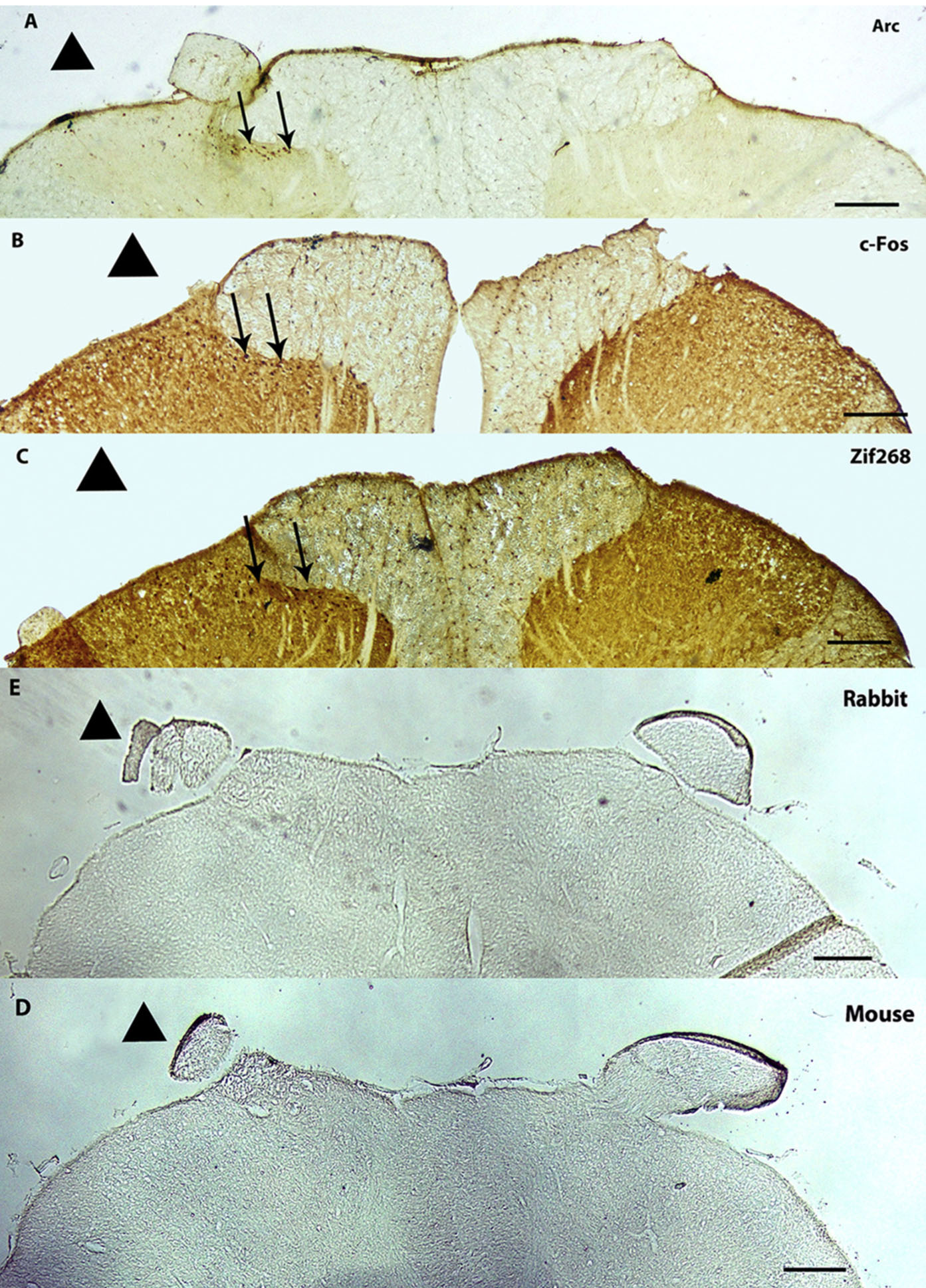Fig. 3 
              (A-E) DAB staining photomicrographs of dorsal spinal cord 2 h post stimulation and photomicrograph of staining controls. Photomicrographs of a transverse sectioned SC, immunohistochemical DAB staining of cells expressing Arc (A), c-Fos (B) and Zif268 (C) in superficial SC dorsal horn laminar neurons (10×; 2h post-CS, 7d morphine treated animals). Arrows indicate positive cells. The number of positive cells is greatest indorsal horn ipsilateral to stimulation (marked with triangle). The contralateral side shows little or no expression of Arc (A), c-Fos (B) and Zif268 (C). Section D and E are controls of staining without the primary antibody with different secondary antibodies marked on pictures. Scale bars= 100μm.
            