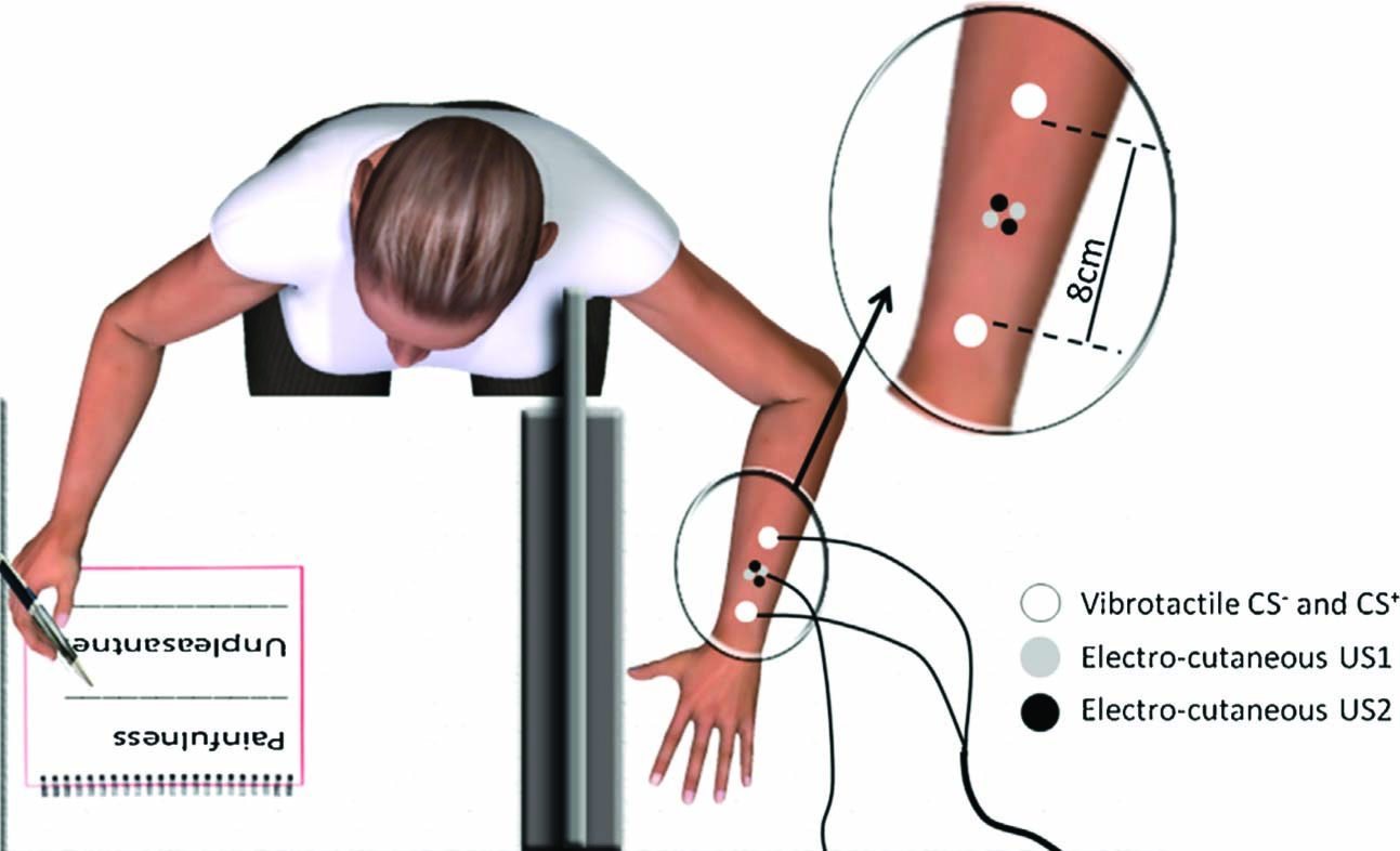 Fig. 1 
              Experimental set-up showing the placement of the tactile and electrocutaneous stimuli. Seated participants rested one arm on a table behind a board, so that it was out  of view. Painfulness and unpleasantness of each US were rated using the other hand