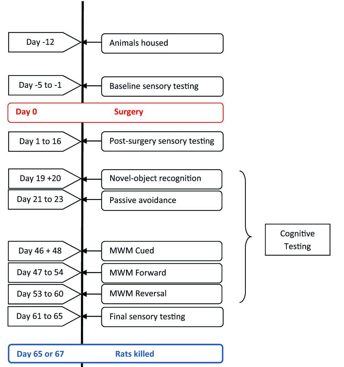 Fig. 1
Experimental timeline.