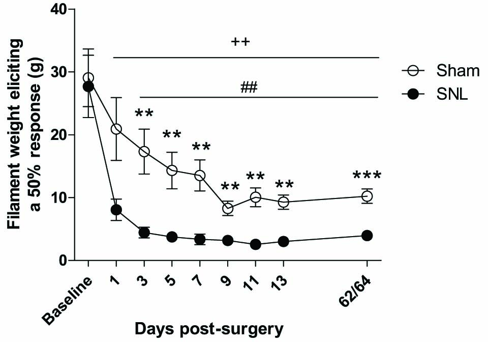 Fig. 2
Effect of SNL surgery on the 50% mechanical withdrawal threshold of the ipsilateral hind-paw. An overall Friedman’s ANOVA by ranks produced a significant result (χ2 = 113.39, p<0.001). Friedman’s ANOVA by ranks on individual groups revealed significant effects of time in both sham (χ2 =36.06, p<0.001) and SNL groups (χ2 =43.15, p<0.001). SNL rats expressed mechanical allodynia from day 3 post surgery onwards compared with sham controls (Mann-Whitney Ö tests; *p<0.05, **p<0.01, ***p<0.001) and with pre-surgery baseline (Wilcoxon signed-ranks test; ++p< 0.001). There was also a decrease in threshold in the sham controls post-surgery compared with baseline (Wilcoxon signed-ranks test; ##p<0.01). n= 11–12