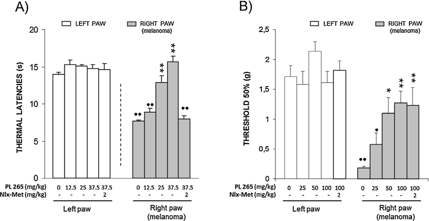 Fig. 2
Antihyperalgesic effect induced by the oral administration of PL 265 (12.5–37.5 mg/kg, 30 min before testing) in mice intratibially inoculated with B16-F10 cells one week before measured by unilateral hot plate (UHP) test. The antihyperalgesic effect is inhibited by naloxone-methiodide (Nlx-Met 2 mg/kgs.c., 30 min before testing). Each bar represents the mean withdrawal latency value with its corresponding standard error(n = 5–6).••p < 0.01 versus corresponding left paw, Student’s t test; **p < 0.01 versus vehicle-treated right paw, Dunnett’s t test. (B) Antiallodynic effect induced by PL265 (25–100 mg/kgp.o., 30min before testing) in mice intratibially inoculated with B16-F10 cells one week before measured by the von Freytest. The administration of naloxone-methiodide (Nlx-Met 2 mg/kgs.c., 30 min before testing) does not modify the antiallodynic effect. Each bar represents the 50% mechanical threshold value with its corresponding standard error (n = 7–9). •p <0.05, ••p < 0.01 versus corresponding left paw, Mann–Whitney U; *p < 0.05, **p < 0.01 versus vehicle-treated right paw, Dunn’s test.