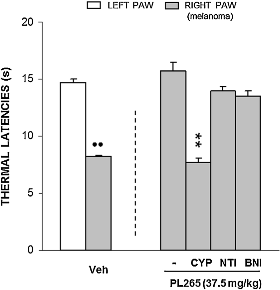 Fig. 3
Effect of opioid antagonists on the antihyperalgesic responses induced by PL265 measured by the unilateral hot plate (UHP) test in mice intratibially inoculated with B16-F10 cells on eweek before. On the left hand side, thermal hyperalgesia induced inthe inoculated, right paw, as compared with the non-inoculated, left, paw. On the right hand side, inhibition of the antihyperalgesic effect induced by PL265 (37.5 mg/kgp.o., 30min before testing) by the s.c. administration 30min before testing of cyprodime (CYP,1 mg/kg) but not naltrindole (NTI, 0.1 mg/kg) or norbinaltorphimine (BNI,10 mg/kg). Each bar represents the mean withdrawal latency value with its corresponding standard error(n = 4–5).••p < 0.01 versus corresponding left paw, Student’s t test; **p < 0.01 versus PL265-treated mice, Newman-Keuls test.