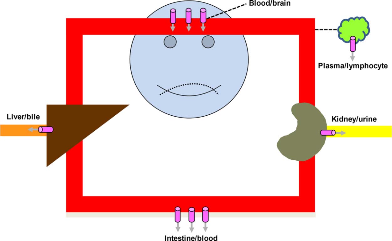 Fig. 2 
                Localization of the efflux transporter P-glycoprotein () in body interfaces (barriers).
              
