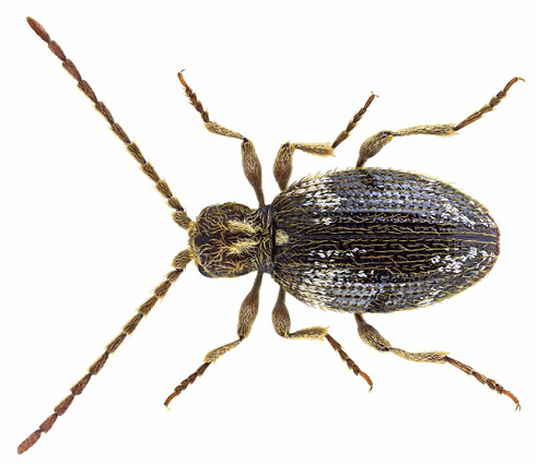 Abb. 9: Kräuterdieb (Foto: Udo Schmidt)