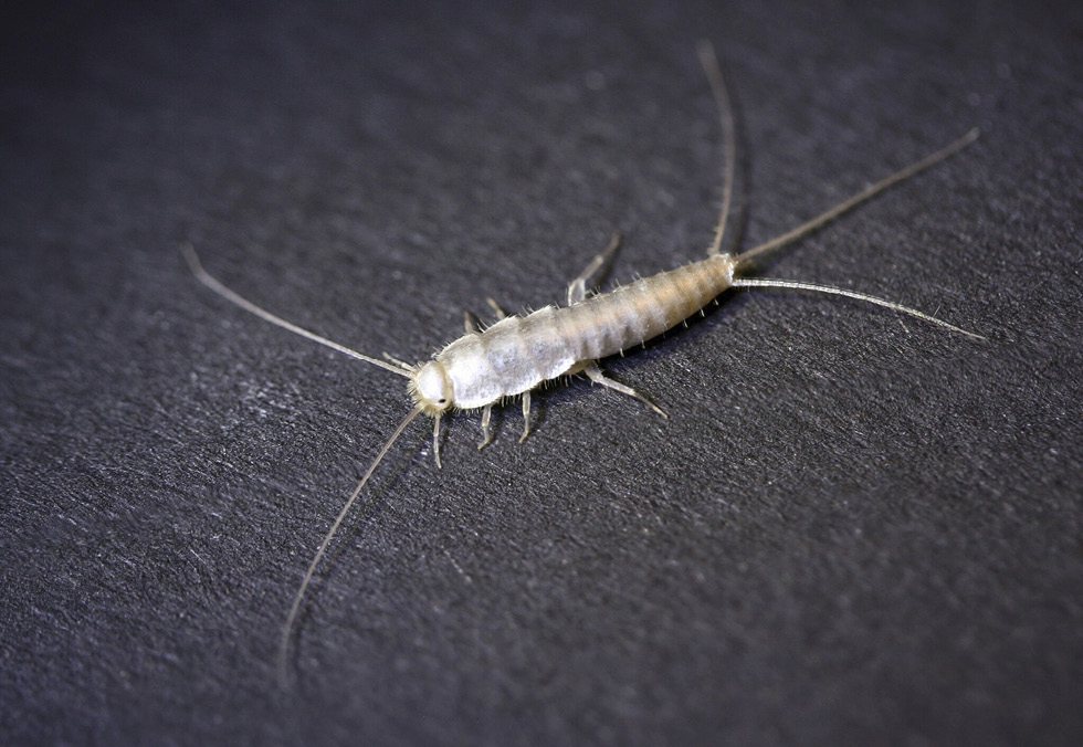Abb. 14: Geisterfischchen (Foto: Sven Erlacher; Chemnitz Museum für Naturkunde)