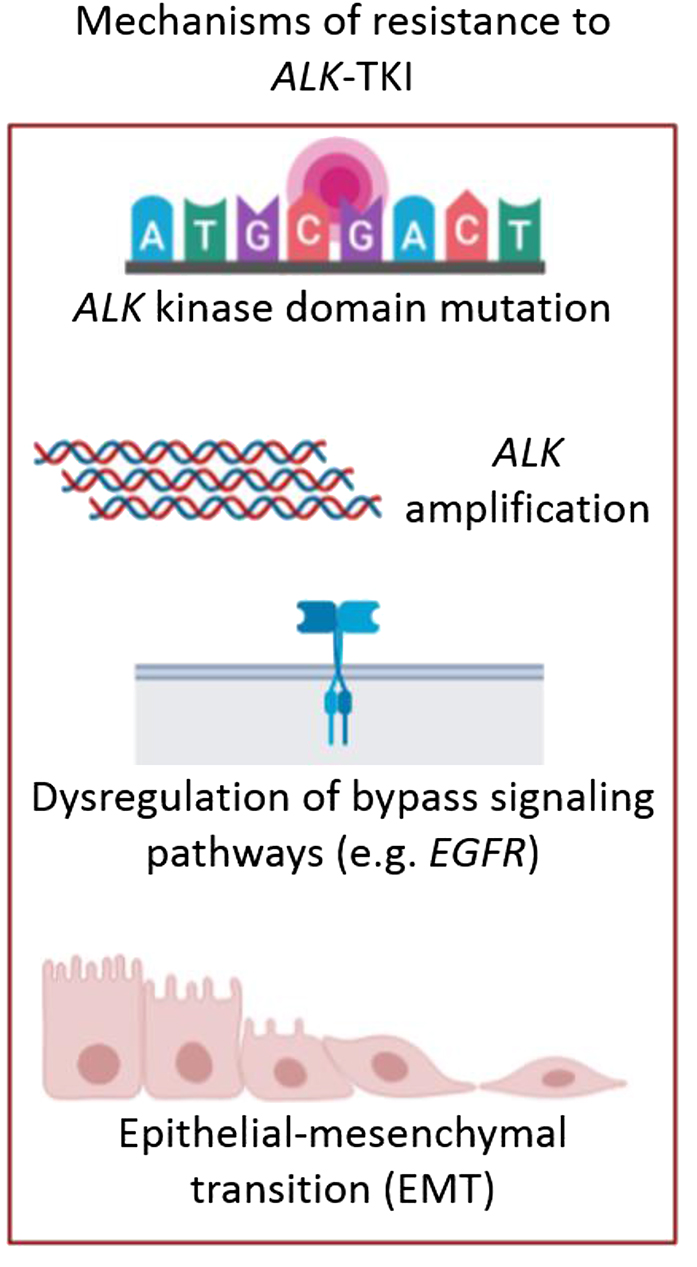 Figure 2:
Treatment of ALK+ NSCLC patients.
Mechanisms of resistance to ALK-TKIs: ALK kinase domain mutations (such as G1202R, G1269A, F1174L or L1196M), ALK amplification, dysregulation of bypass signalling pathways (such as EGFR, c-KIT, RAS-MAPK or PI3K-Akt activation) and epithelial-mesenchymal transition (EMT). (Figure designed by https://app.biorender.com/).
