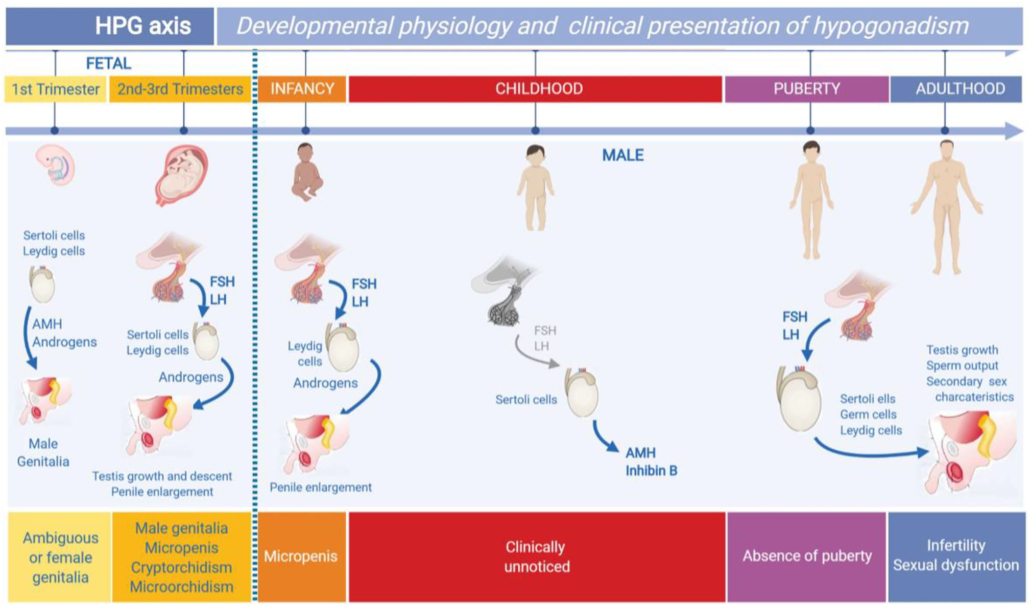 Figure 1: 
Ontogeny of the hypothalamic-pituitary-gonadal axis (HPG) in males and impact on the clinical presentation of hypogonadism.
Gonad differentiation occurs during the first trimester of fetal life separately from pituitary gonadotropins. Testicular androgens and the anti-Müllerian (AMH) hormone induce male genital differentiation, and its absence results in female development. Hypogonadism in this period of life induces the development of ambiguous genitalia or female genitalia in XY individuals. In the second and third trimester, androgens induce testicular descent and penile growth. Primary and secondary hypogonadism result in micropenis, microorchidism, and/or cryptorchidism in newborns with male genitalia. During the first days of postnatal life, gonadotropin and androgen secretion is activated. Hypogonadism prevents penile growth. During childhood, gonadotropins and testosterone are generally low or even undetectable. Hypogonadism established in this period is not associated with evident clinical signs and can only be detected by AMH or inhibin B determination. At puberty, the HPG axis reactivates, thereby driving the typical development of secondary sexual characteristics. Hypogonadism can inhibit puberty totally or partially or cause infertility and sexual dysfunction in later stages of life. This Figure was modified using BioRender ({ut1}https://biorender.com/) under the authorization of [1]. © 2019 Elsevier Ltd.
