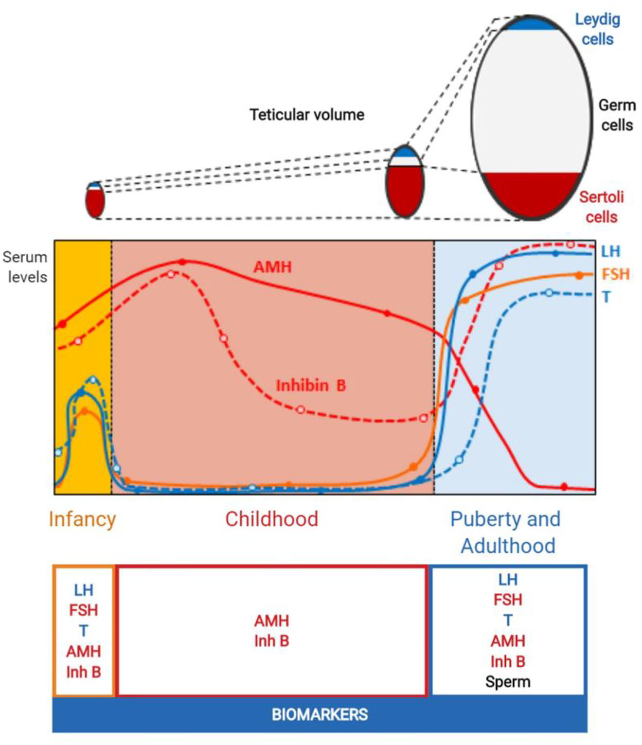 Figure 2: 
Ontogeny of the evolution of testicular volume from birth to adulthood. Seminiferous cords (Sertoli cells + germ cells) are the main component of the testes. From birth and during the prepubertal period (i. e., until 9–14, Tanner stage 1), the volume of seminiferous cords is determined by Sertoli cells, whereas germ cell proliferation determines testicular volume during puberty (i. e., Tanner stages 2 to 5) (adult spermatogenesis). This Figure was modified using BioRender (https://biorender.com/) under the authorization of [1]. © 2019 Elsevier Ltd.
