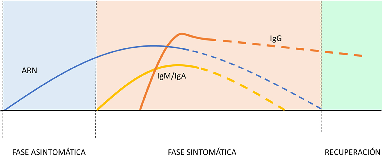Figura 2: 
Representación de la cinética de ARN y anticuerpos IgG, IgA e IgM anti SARS-CoV-2 en las diferentes fases clínicas de la enfermedad COVID19.