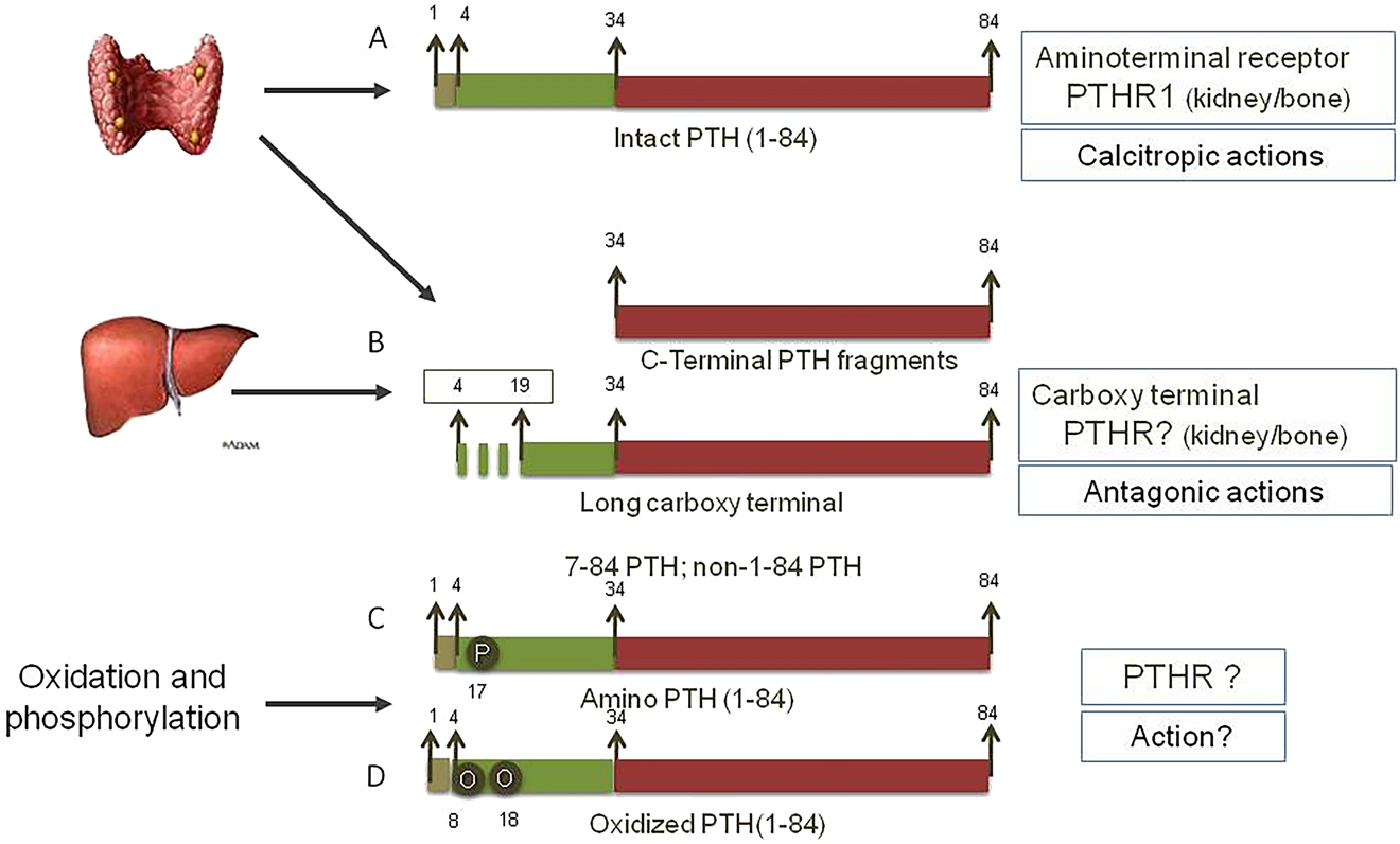 Figure 1: 
Circulating PTH peptides.
Circulating PTH peptides is a combination of: [A] Biologically active intact 1–84 PTH, released in response to hypocalcemia to increase circulating levels of calcium through the activation of PTH receptor-1 (PTHR1); [B] Carboxy-terminal peptides resulting from intraglandular and hepatic degradation of full-length 1–84 PTH, of which around 10% are large peptides broken down between the amino acid segment 4–19 (Amino-terminal truncated PTH, 7–84 PTH or non 1–84 PTH) and with antagonistic effect to 1–84 PTH through the activation of a carboxy-terminal PTH receptor (unidentified); [C] Amino-PTH, phosphorylated 1–84 PTH with unknown action and [D] PTH oxidized at amino acid 8 and 18, which are post-translational processes that interfere in the binding to PTHR1.
