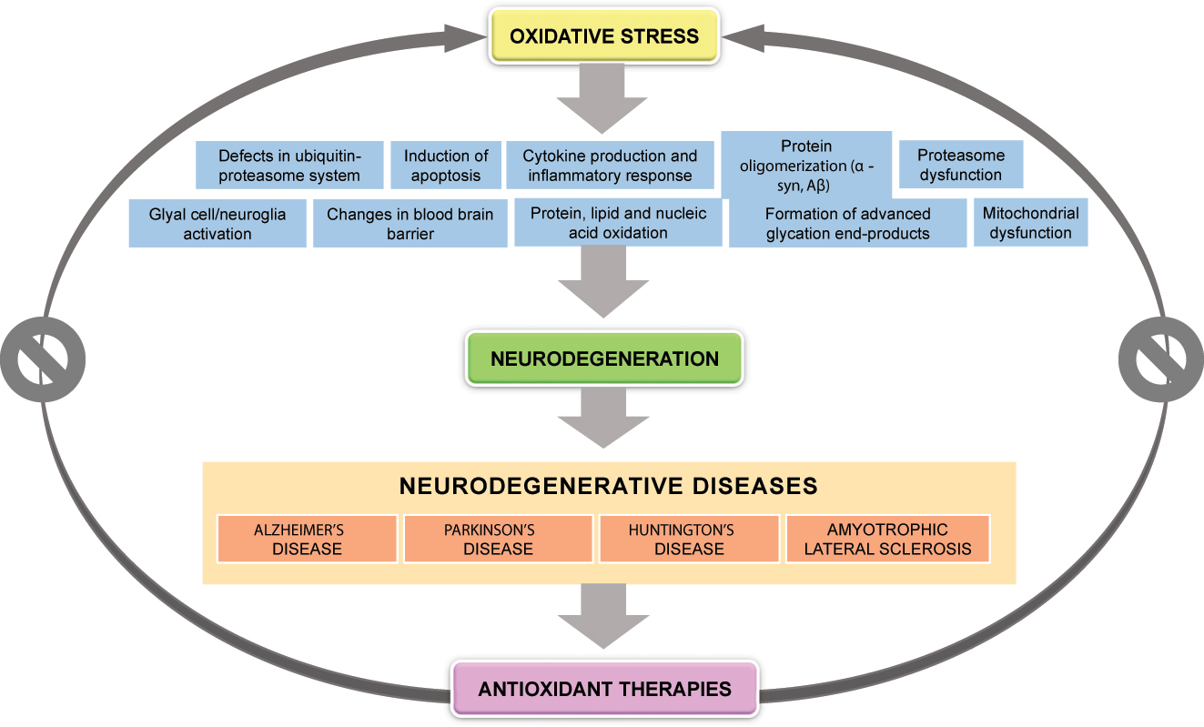 Figure 1:
Oxidative stress and neurodegeneration. Oxidative stress may be involved in neurodegeneration via numerous etiopathogenic mechanisms, in neurodegenerative diseases like Alzheimer’s disease, Parkinson’s disease, Huntington’s disease, and amyotrophic lateral sclerosis. A range of antioxidant therapies have been tested in the recent years to reduce oxidative damage in neurodegenerative diseases.