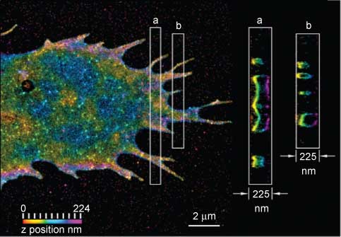 Figure 4 iPALM image of lamellipodium in a U2OS cell.Shown is the advancing edge (lamellipodium) of a U2OS cell. The plasma membrane is labeled with mEOS2-Farnesyl. The colors are from the top and bottom membrane height. The boxes indicate cross-section (A, B) in z. Image kindly provided by Harald Hess, Howard Hughes Medical Institute, Janelia Farms, Ashburn VA, USA.