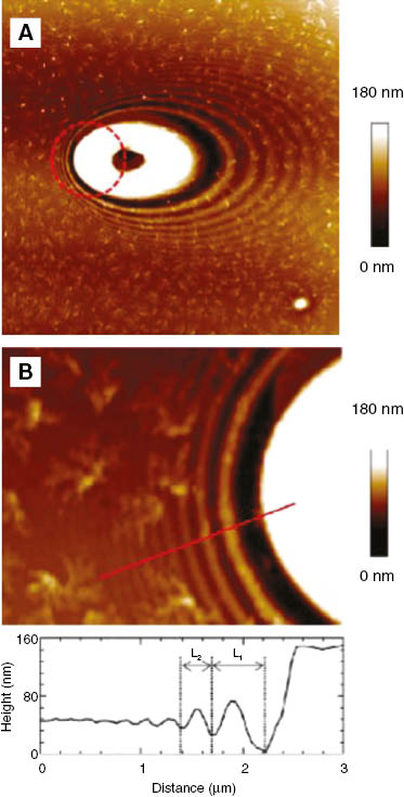 Figure 12: Near-field pattern in PTT film generated by a silica microsphere after a single excimer laser pulse irradiation at an angle θ=54° (laser impinges from the left). (A) AFM topography map (25×25 μm2) and (B) zoom (5×4 μm2) and topography profile (below) along the red line in the backscattering region. The original position of the silica microsphere is marked by a dashed circle. Reprinted with permission from Ref. [56]. Copyright 2013 American Chemical Society.