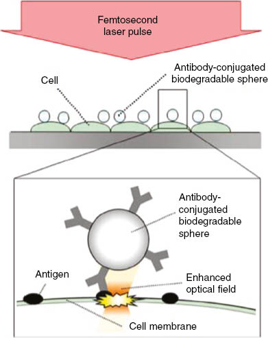 Figure 13: Conceptual diagram of biodegradable sphere-mediated perforation of a cell membrane using a femtosecond laser. The sphere works as a microlens, and a femtosecond laser irradiation generates a strongly enhanced optical field under the sphere to perforate the membrane [71].