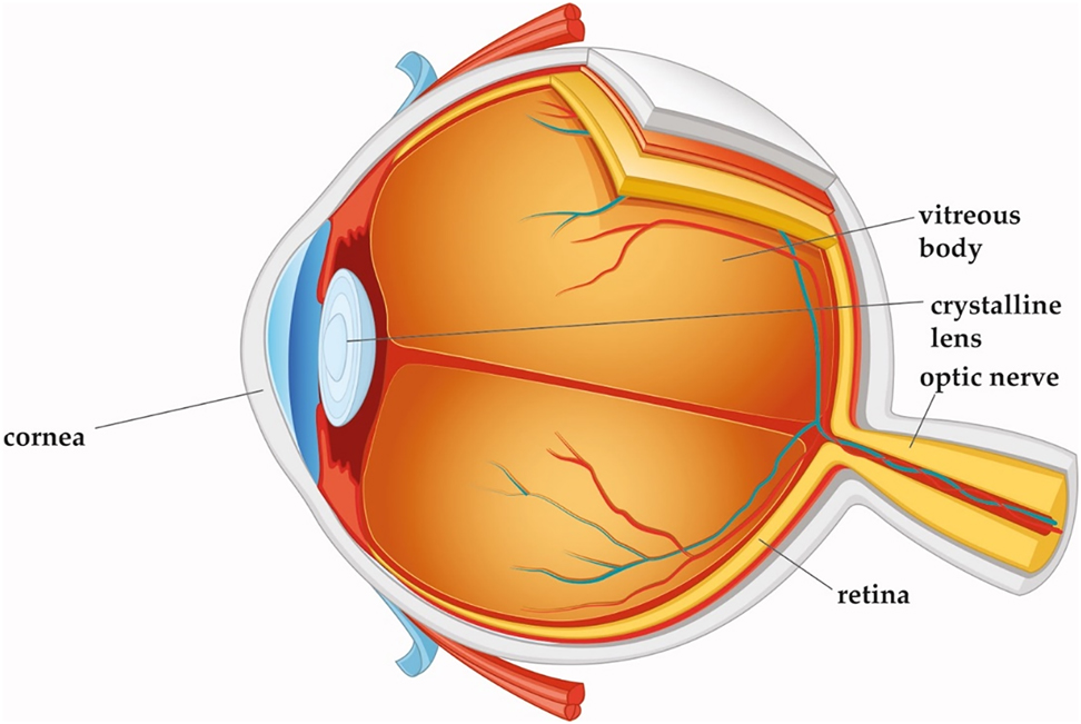 Figure 1:
Cross-section of the eye. Cornea, crystalline lens, and vitreous body are transparent in the healthy eye. Copyright© Dardenne Clinic.