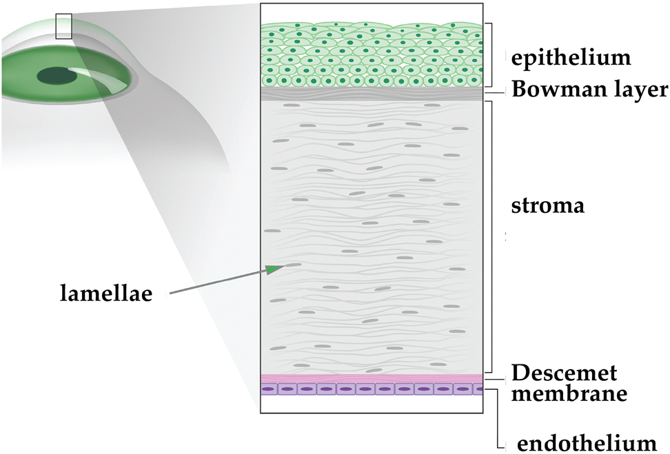 Figure 14:
Illustration of corneal layers. Copyright© Dardenne Clinic.