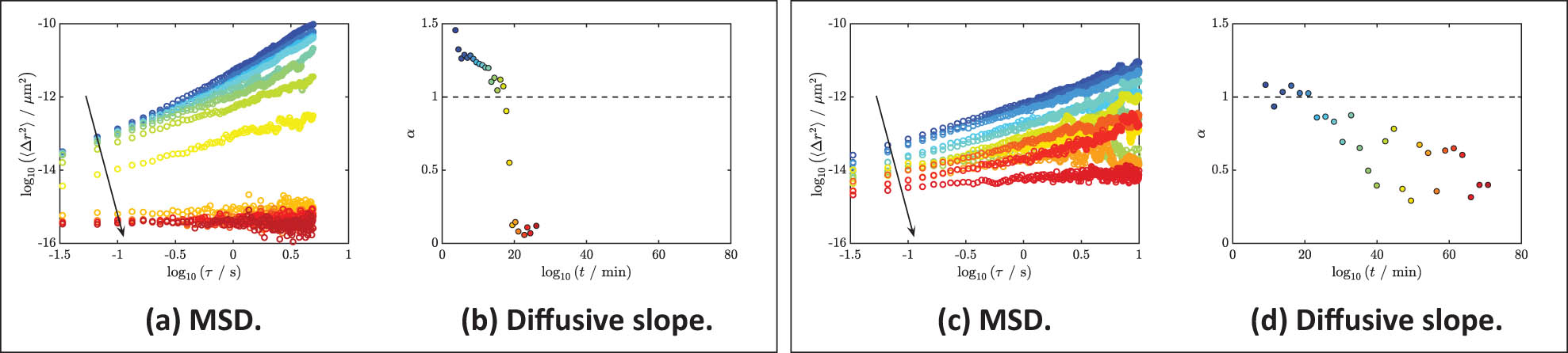 Figure 2 
                  Ensemble-averaged MSDs of fibrin clots throughout the polymerization versus time. (a)–(b) Vehicle. (a) The MSD of an evolving fibrin clot that was initiated with vehicle control. The slope of MSD decreased as fibrin cross-linked, as indicated by the downward arrow. This decrease is also color-coded by the transition from blue (early stage) to red (late stage). (b) The logarithmic slopes of each MSD as in (a). The same color codes are used here as in (a). A dashed line with the value of one is given here in reference to the diffusion of a Newtonian fluid. (c) and (d) LCPP and CTI. (c) The MSD of an evolving fibrin clot that was initiated by LCPP and inhibited by CTI. The downward arrow suggests the decrease in MSD over time. This decrease is also marked by the color gradient from blue to red. (d) The logarithmic slopes of each MSD as in (c). The same color codes are used here as in (c). Some time segments of MSD in (a) and (c) were removed for a clearer view of the transition of the MSD over time, but all values of 
                        
                           
                           
                              α
                           
                           \alpha 
                        
                      are reported in (b) and (d). A dashed line with the value of one is given here in reference to the diffusion of a Newtonian fluid.
               