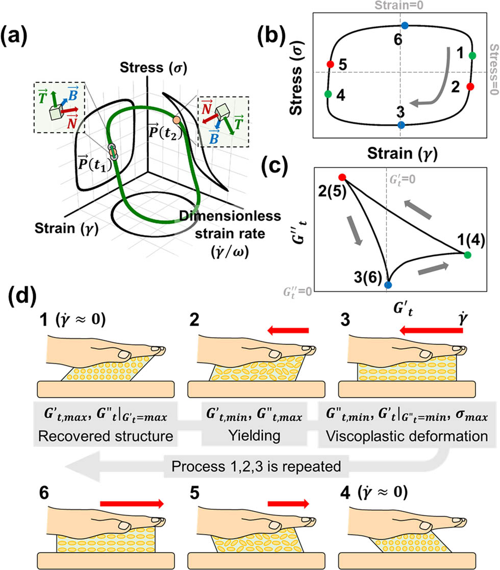 Figure 2 
                  LAOS – SPP analysis and its analogy to rubbing out process of cosmetics. (a) Representation of the rheological behavior under oscillatory in three dimensions of strain (
                        
                           
                           
                              γ
                           
                           {\boldsymbol{\gamma }}
                        
                     ), dimensionless strain rate (
                        
                           
                           
                              
                                 
                                    γ
                                 
                                 ̇
                              
                              /
                              ω
                           
                           \dot{{\boldsymbol{\gamma }}}{\boldsymbol{/}}{\boldsymbol{\omega }}
                        
                     ), stress (
                        
                           
                           
                              σ
                           
                           {\boldsymbol{\sigma }}
                        
                     ). (b) Elastic Lissajous curve. (c) Cole–Cole plot. (d) Simplified process for the application of cosmetics in comparison with LAOS, with LAOS parameters defined at each point.