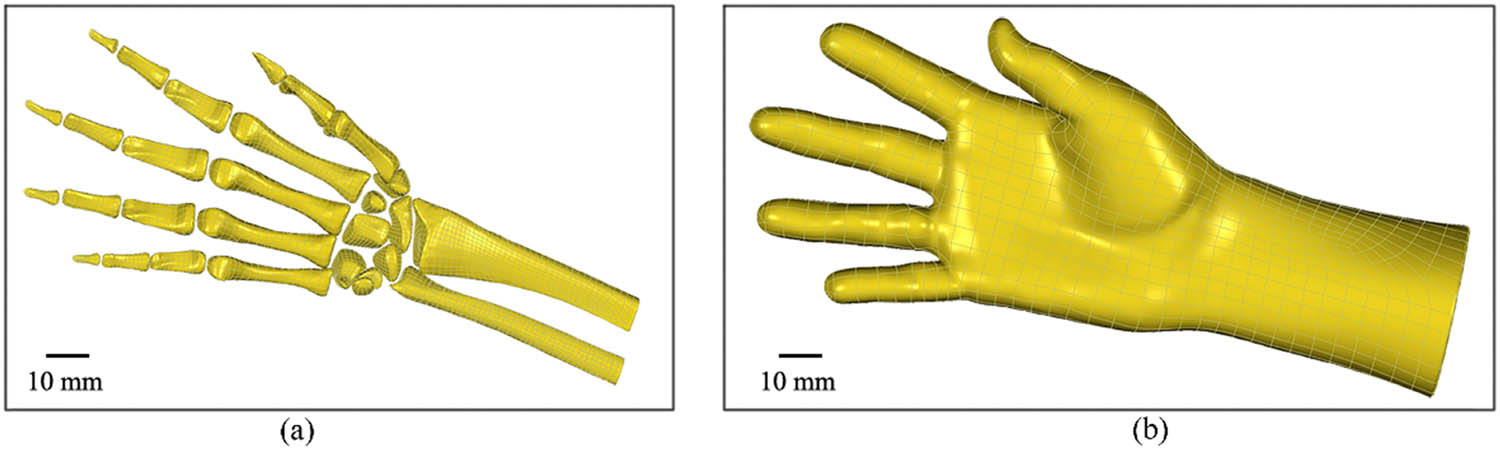 Figure 1
The 3D geometry model of the hand. (a) The bone of the hand and (b) the soft tissue of the hand.