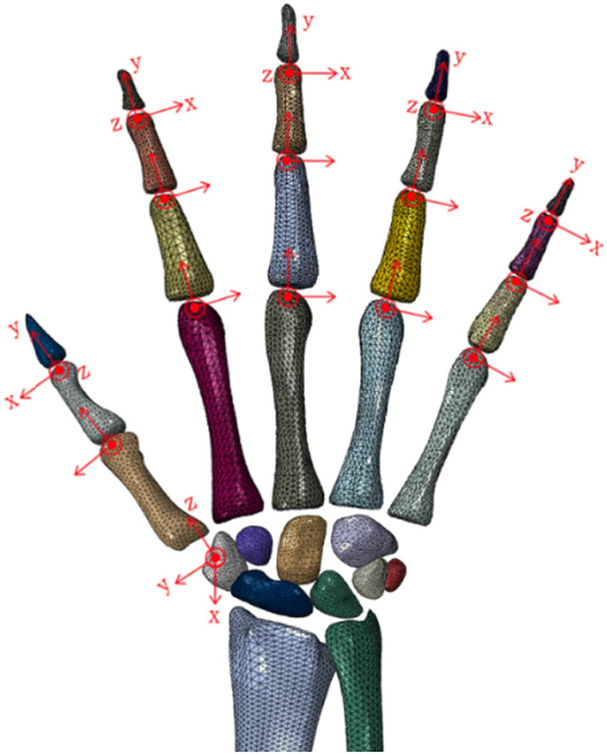 Figure 6
The local coordinate system of the finger joints of the hand finite element model.