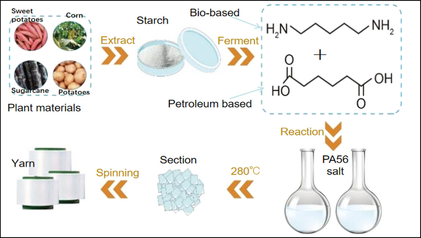 Figure 1 
               Schematic diagram of the production process of bio-based PA56.
            