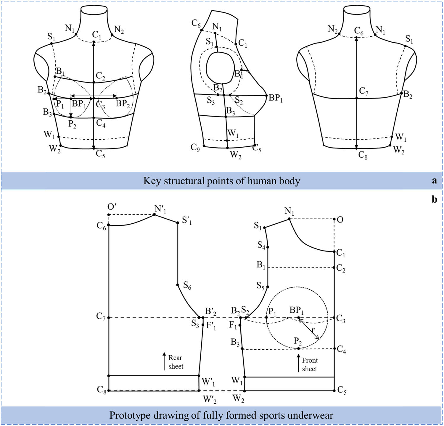 Figure 2 
                  Structure diagram of fully formed sports underwear. (a) Key structural points of human body and (b) prototype drawing of fully formed sports underwear.
               