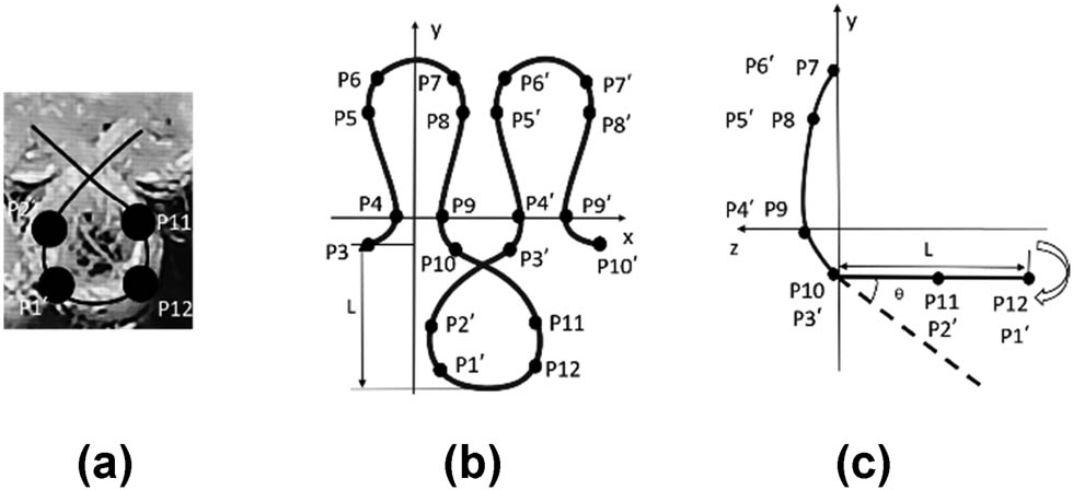 Figure 7 
               O-shaped plush loop model of (a) physical image, (b) front, and (c) side.
            