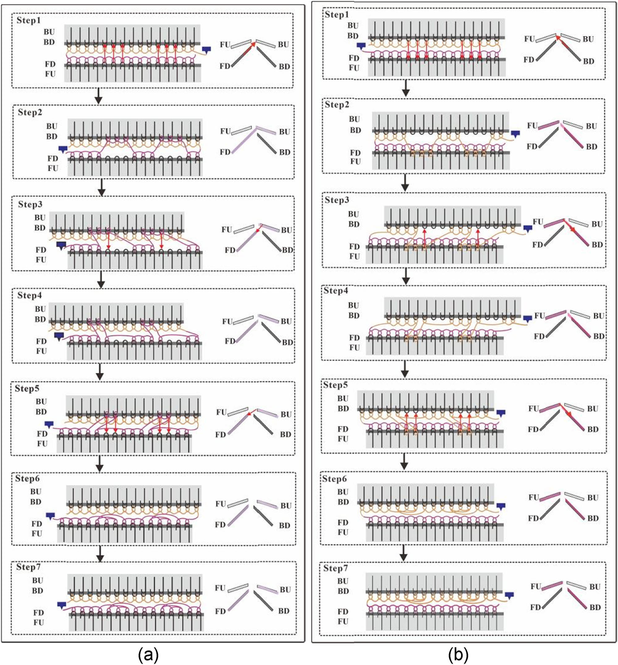 Figure 8 
                     2 × 1 cable stitch knitting process. (a) Front body knitting steps. (b) Back body knitting steps.
                  